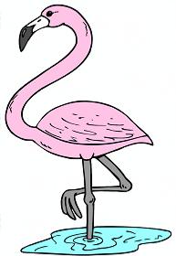 Flamingo